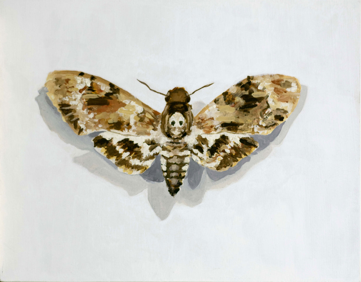 Deaths-Head Moth